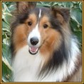 DOCUMENTARIO CACHORROS ( GANHADOR DA ENQUETE )